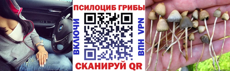 Галлюциногенные грибы Psilocybine cubensis  купить наркотик  Менделеевск 